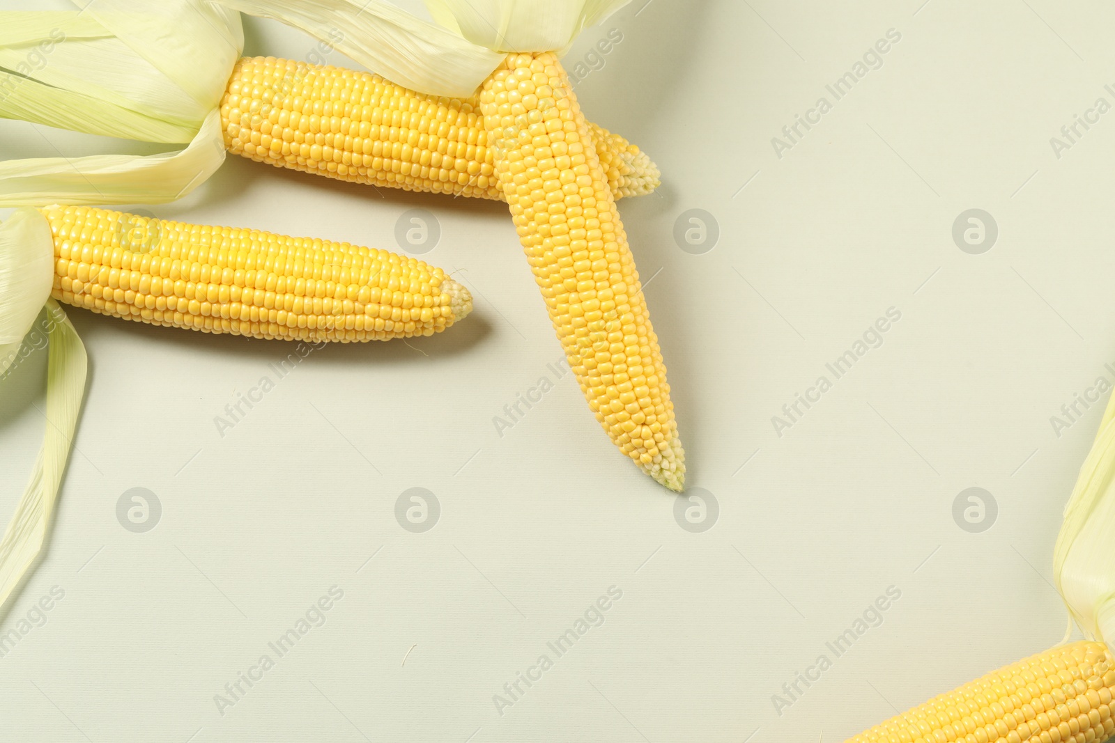 Photo of Fresh ripe corncob with green husks on light grey background. Space for text