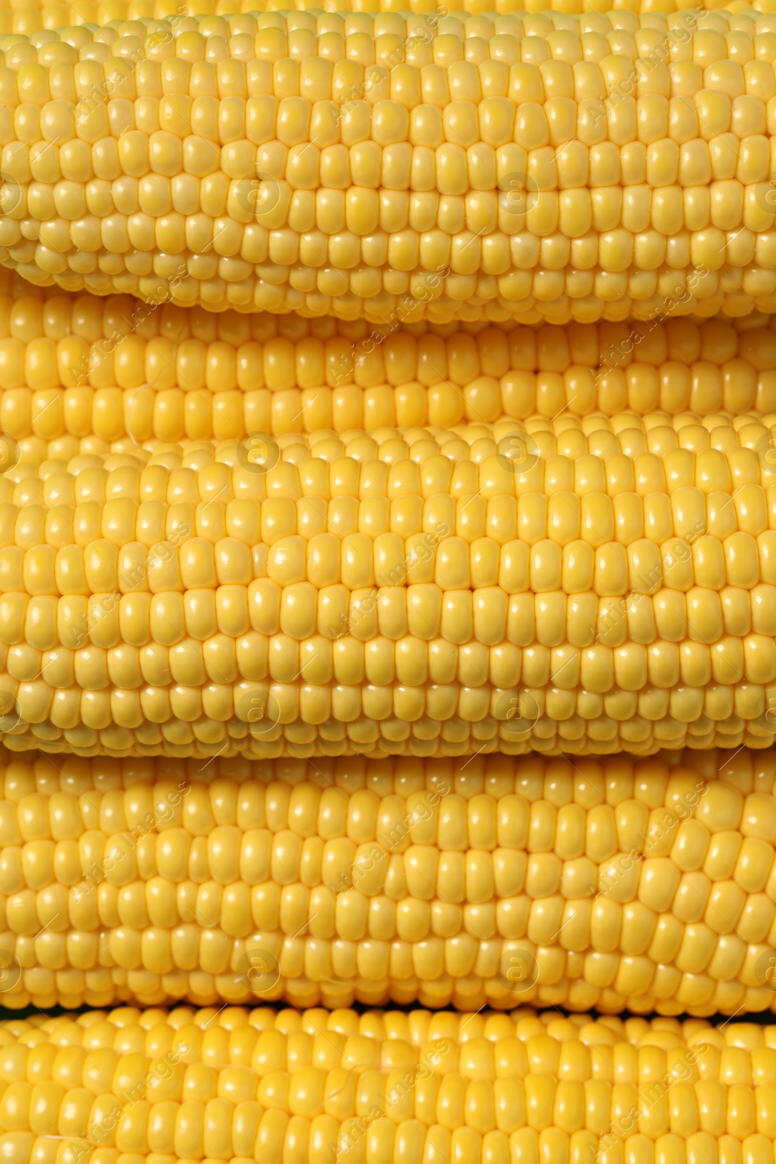 Photo of Many fresh ripe corncobs as background, top view