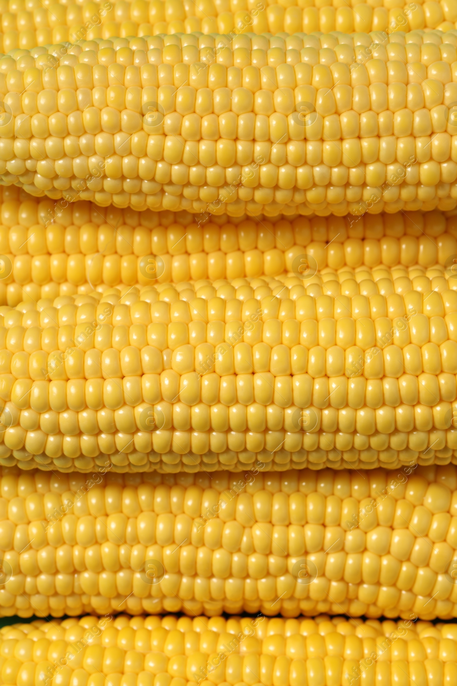 Photo of Many fresh ripe corncobs as background, top view