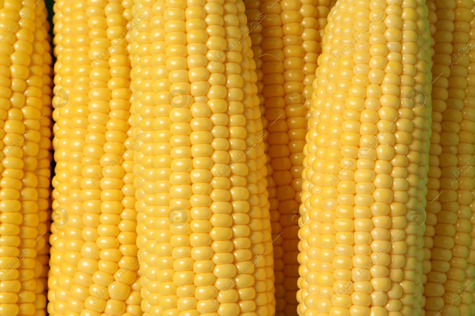 Photo of Many fresh ripe corncobs as background, top view