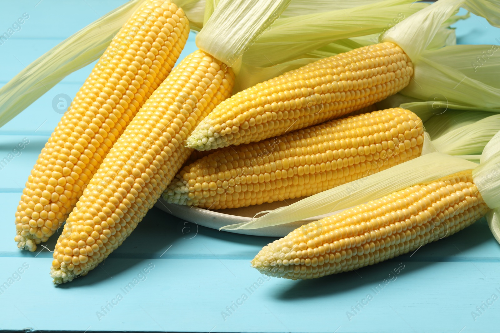 Photo of Many fresh ripe corncobs with green husks on light blue wooden table