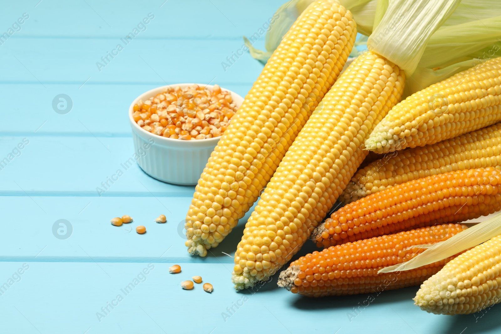 Photo of Many corncobs and kernels on light blue wooden table, closeup. Space for text