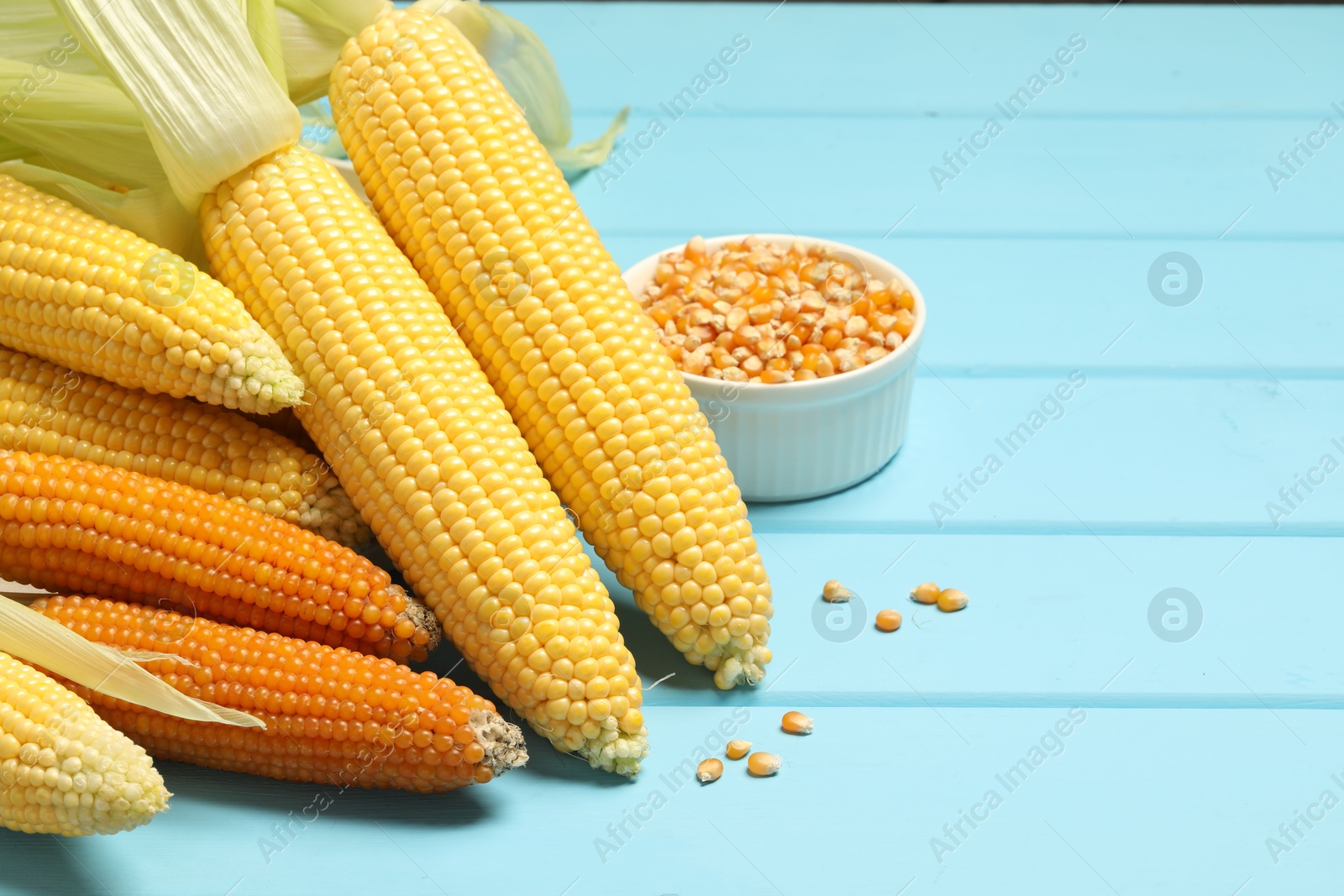 Photo of Many corncobs and kernels on light blue wooden table, closeup. Space for text