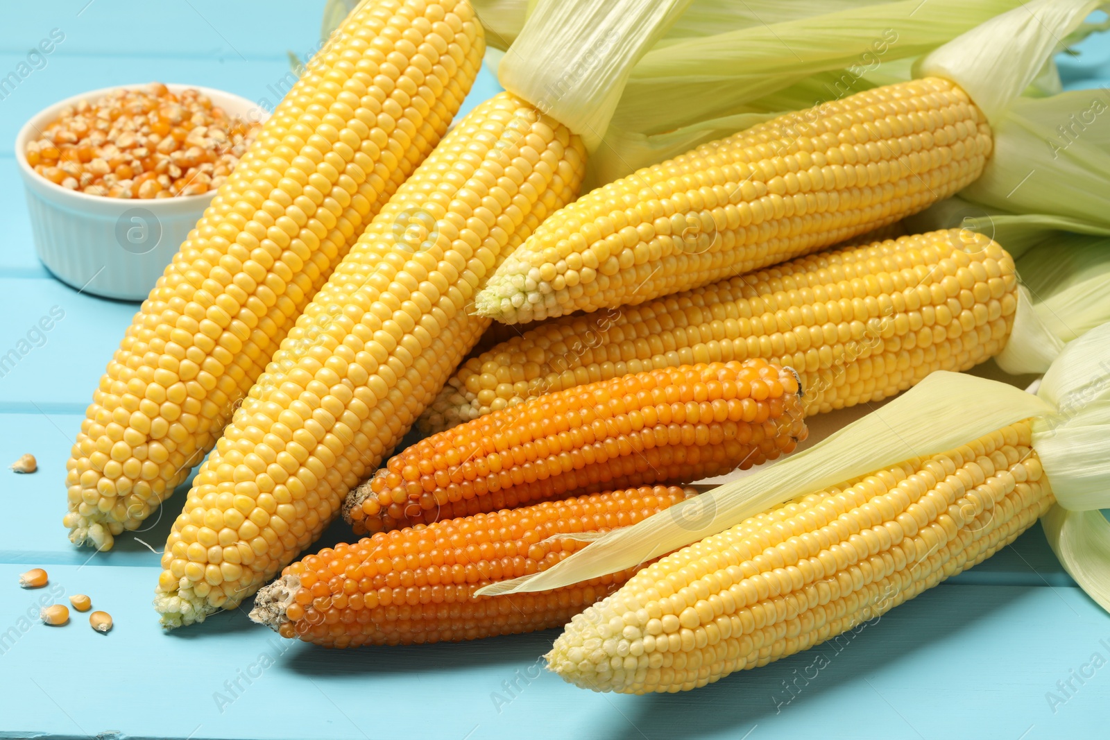 Photo of Many corncobs and kernels on light blue wooden table, closeup