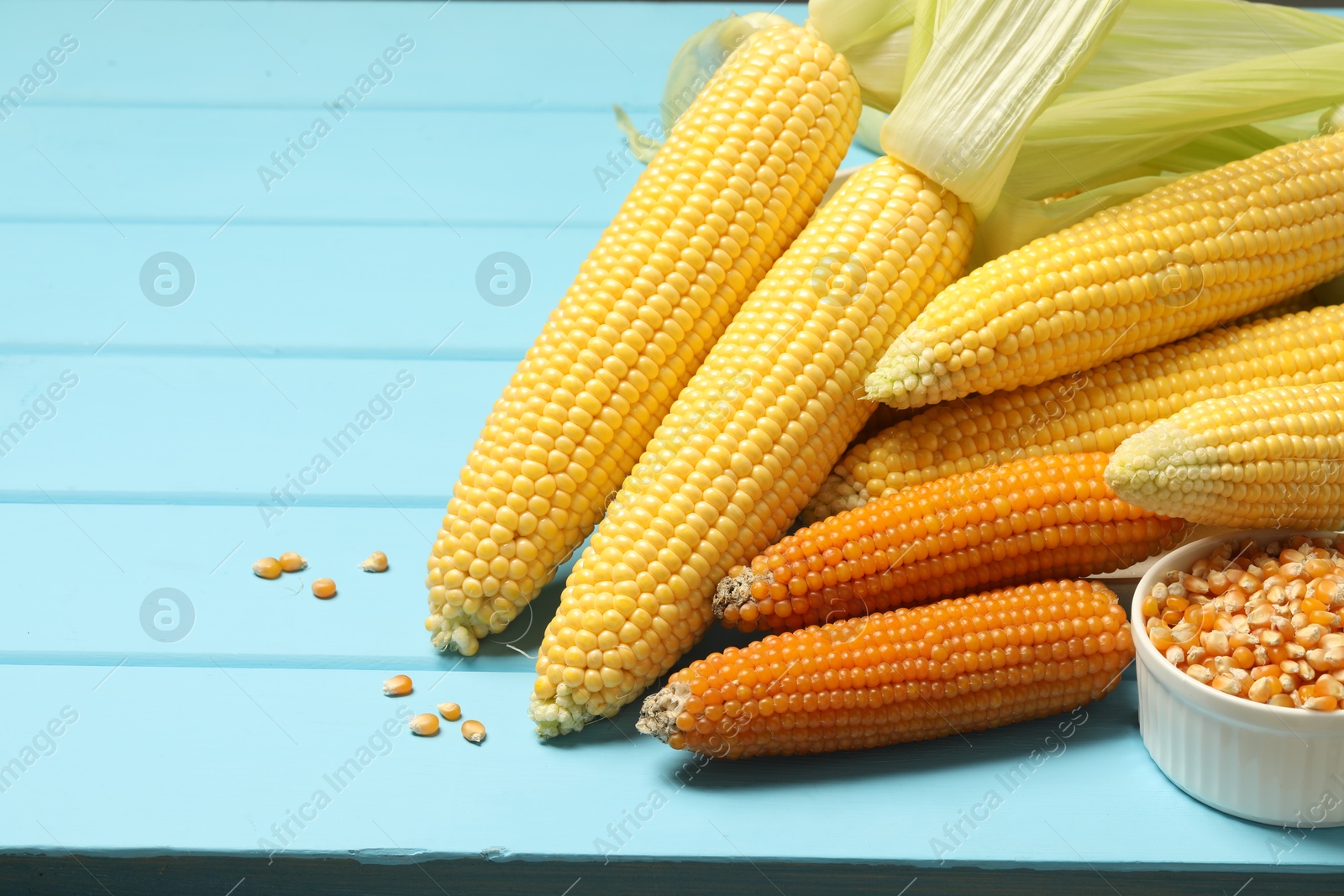 Photo of Many corncobs and kernels on light blue wooden table, closeup. Space for text