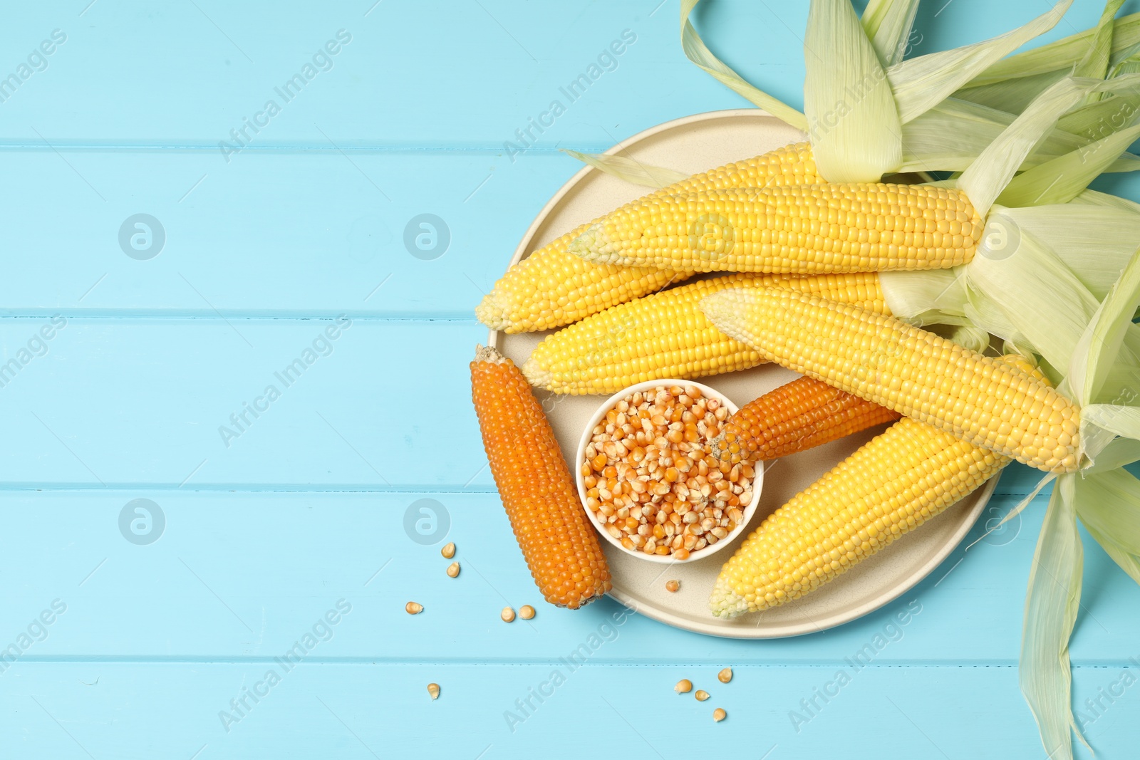 Photo of Many corncobs and kernels on light blue wooden table, top view. Space for text