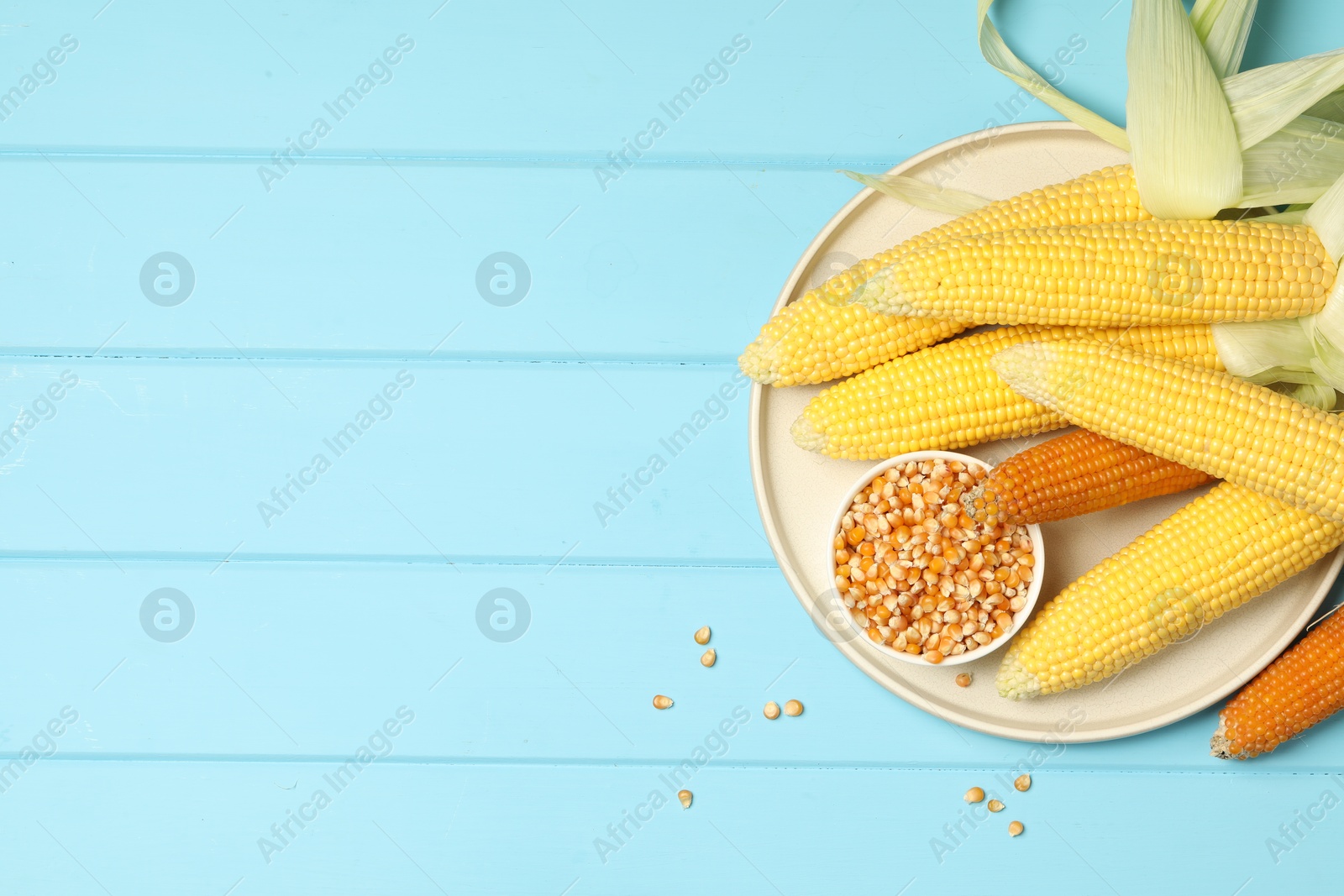 Photo of Many corncobs and kernels on light blue wooden table, top view. Space for text