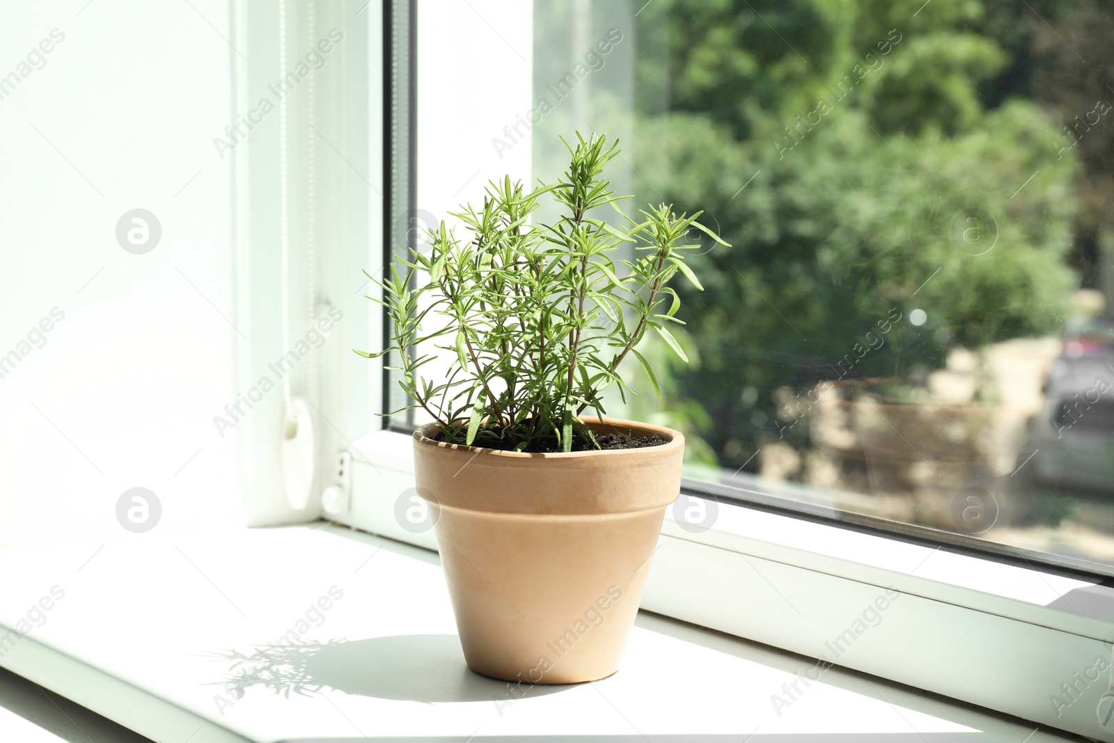 Photo of Aromatic rosemary plant in pot on windowsill indoors