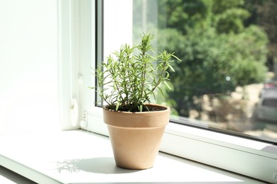 Photo of Aromatic rosemary plant in pot on windowsill indoors