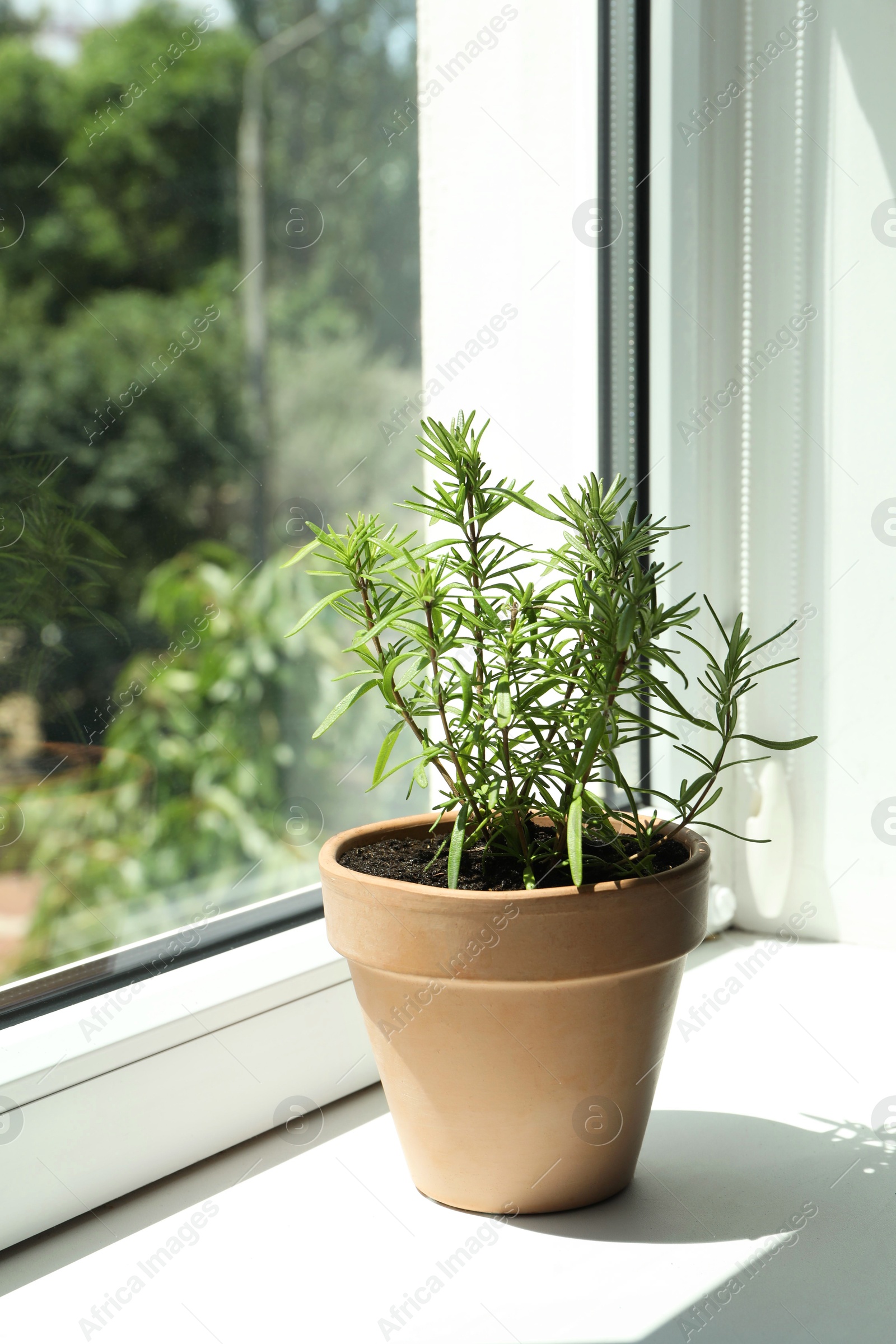 Photo of Aromatic rosemary plant in pot on windowsill indoors