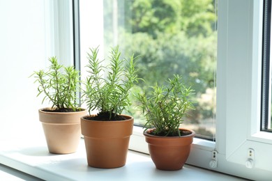 Photo of Aromatic rosemary plants in pots on windowsill indoors