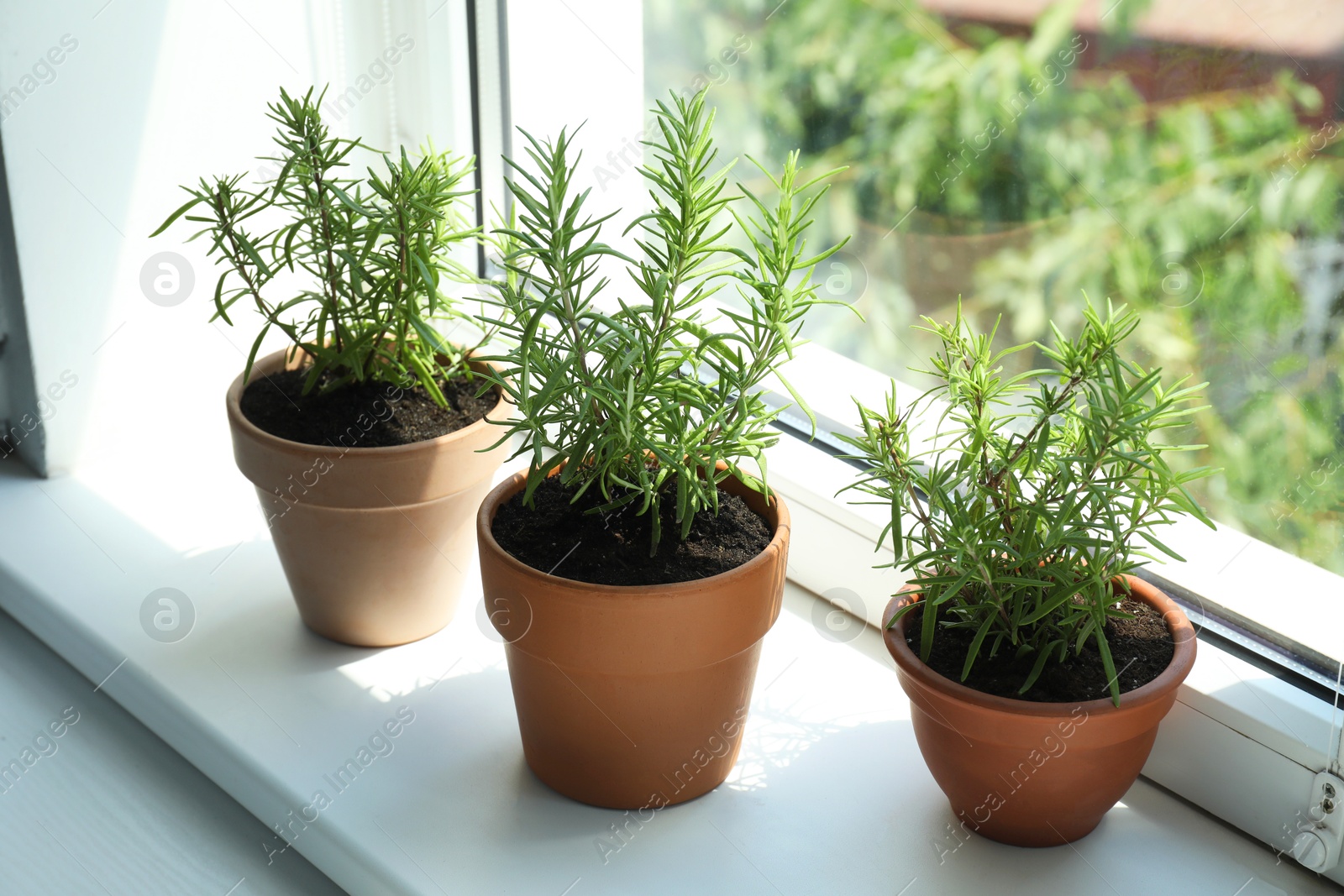 Photo of Aromatic rosemary plants in pots on windowsill indoors