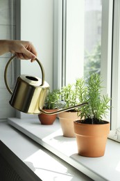 Photo of Woman watering aromatic green rosemary at windowsill, closeup