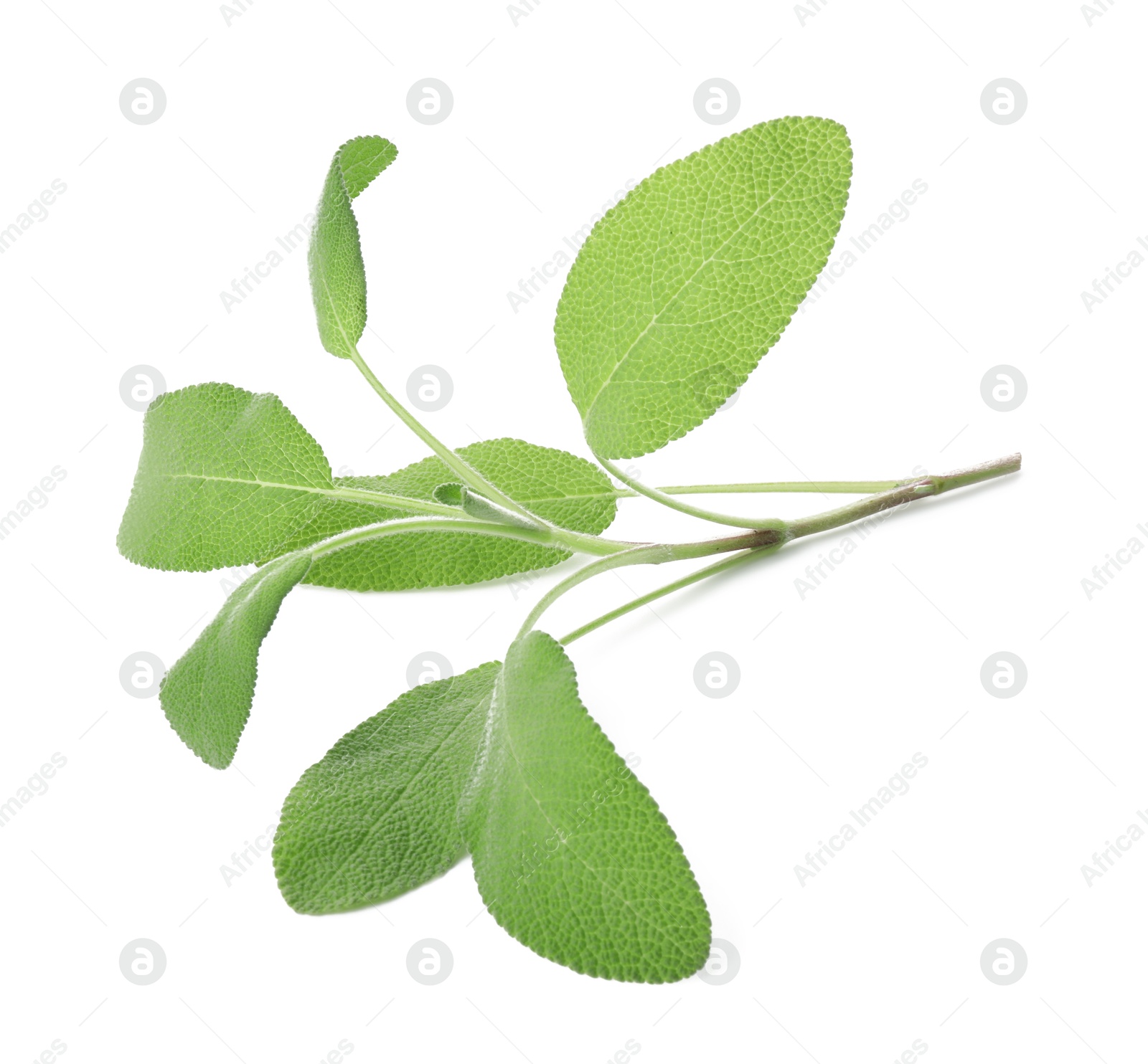 Photo of Branch of sage plant with green leaves isolated on white