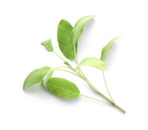 Photo of Branch of sage plant with green leaves isolated on white, top view