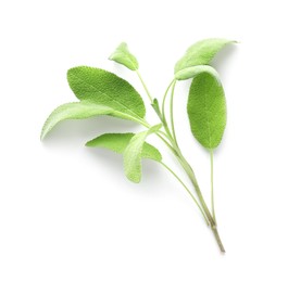 Photo of Branch of sage plant with green leaves isolated on white, top view