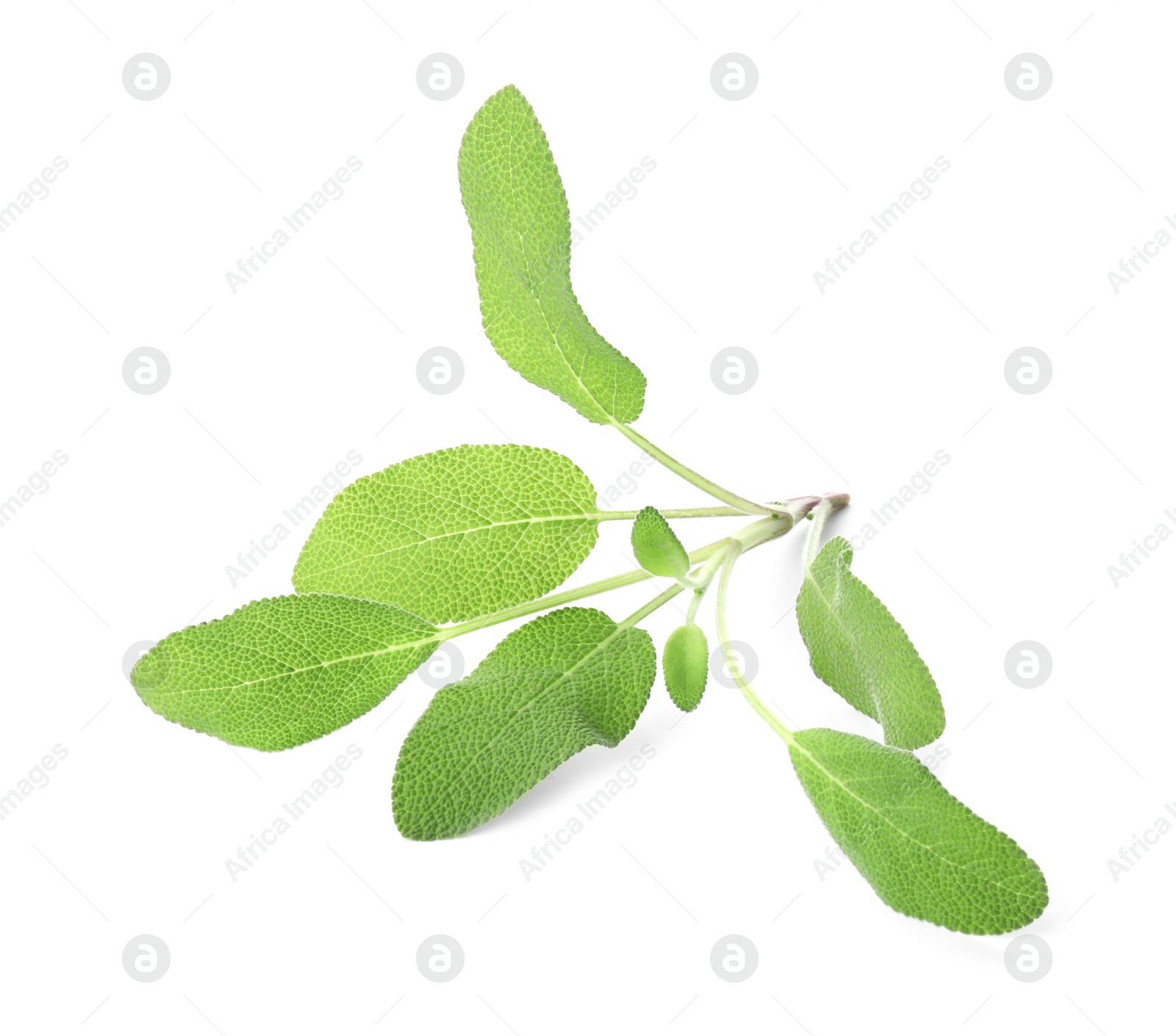 Photo of Branch of sage plant with green leaves isolated on white