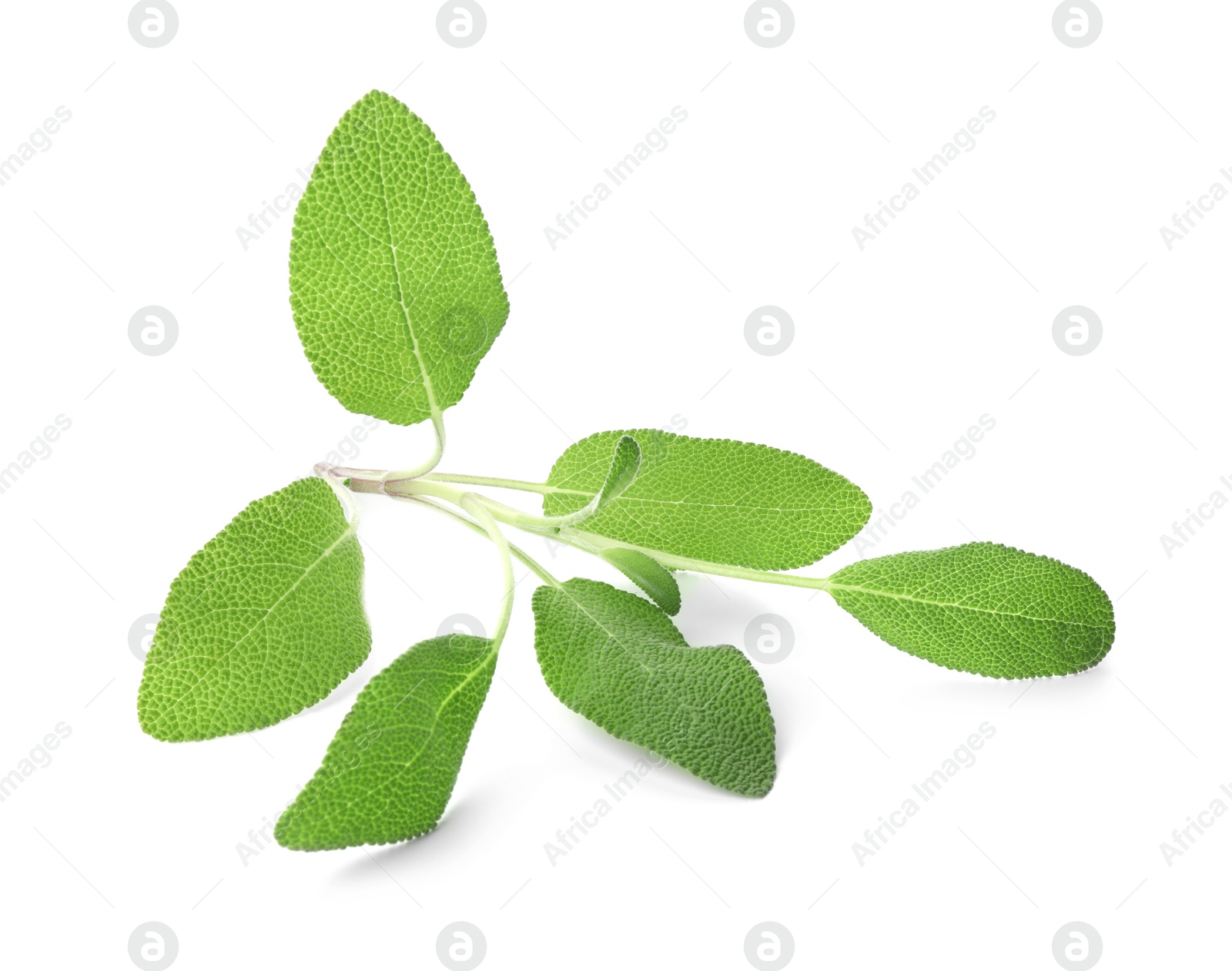 Photo of Branch of sage plant with green leaves isolated on white