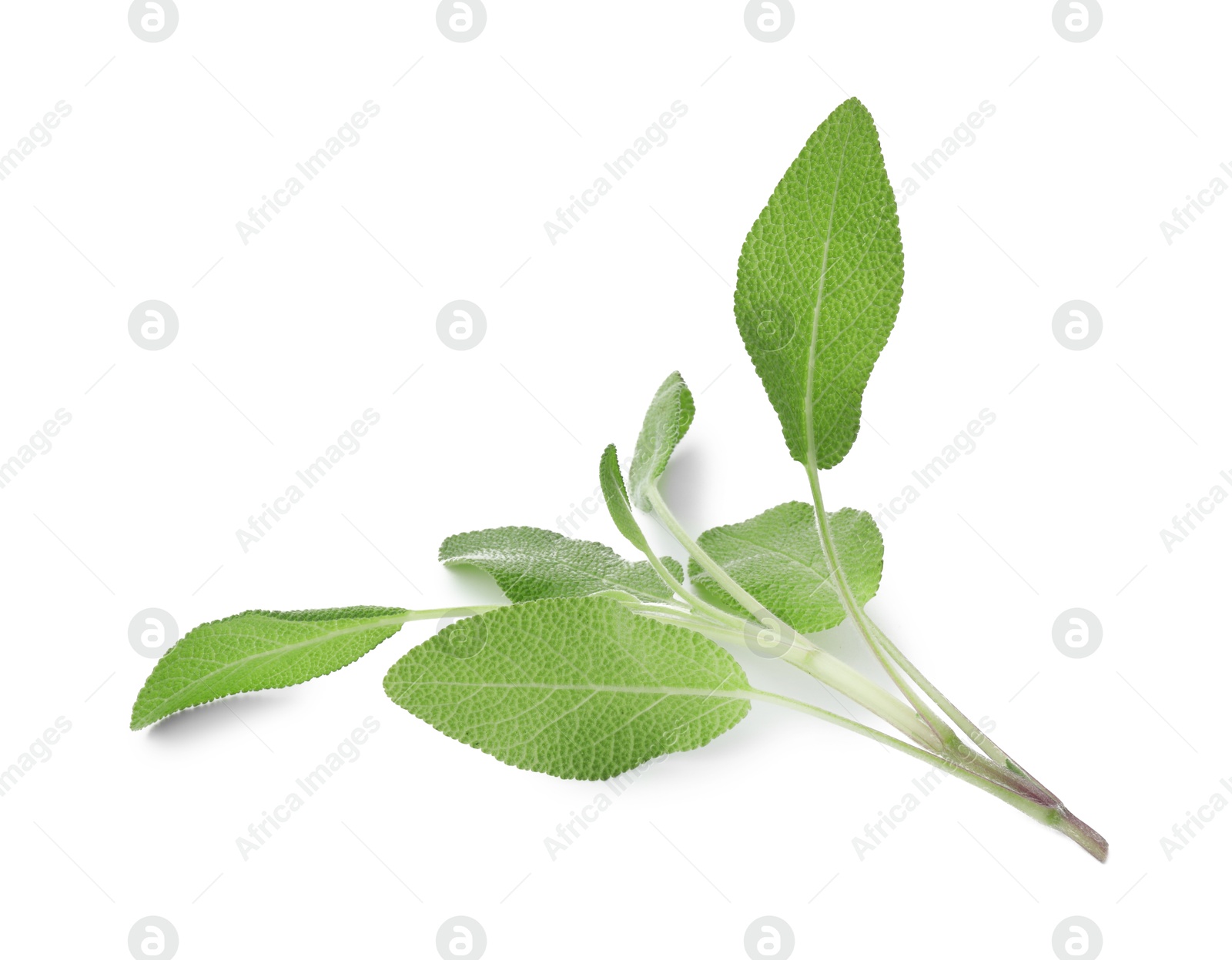 Photo of Branch of sage plant with green leaves isolated on white, top view