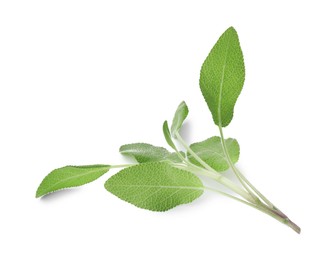 Photo of Branch of sage plant with green leaves isolated on white, top view