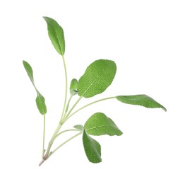 Photo of Branch of sage plant with green leaves isolated on white