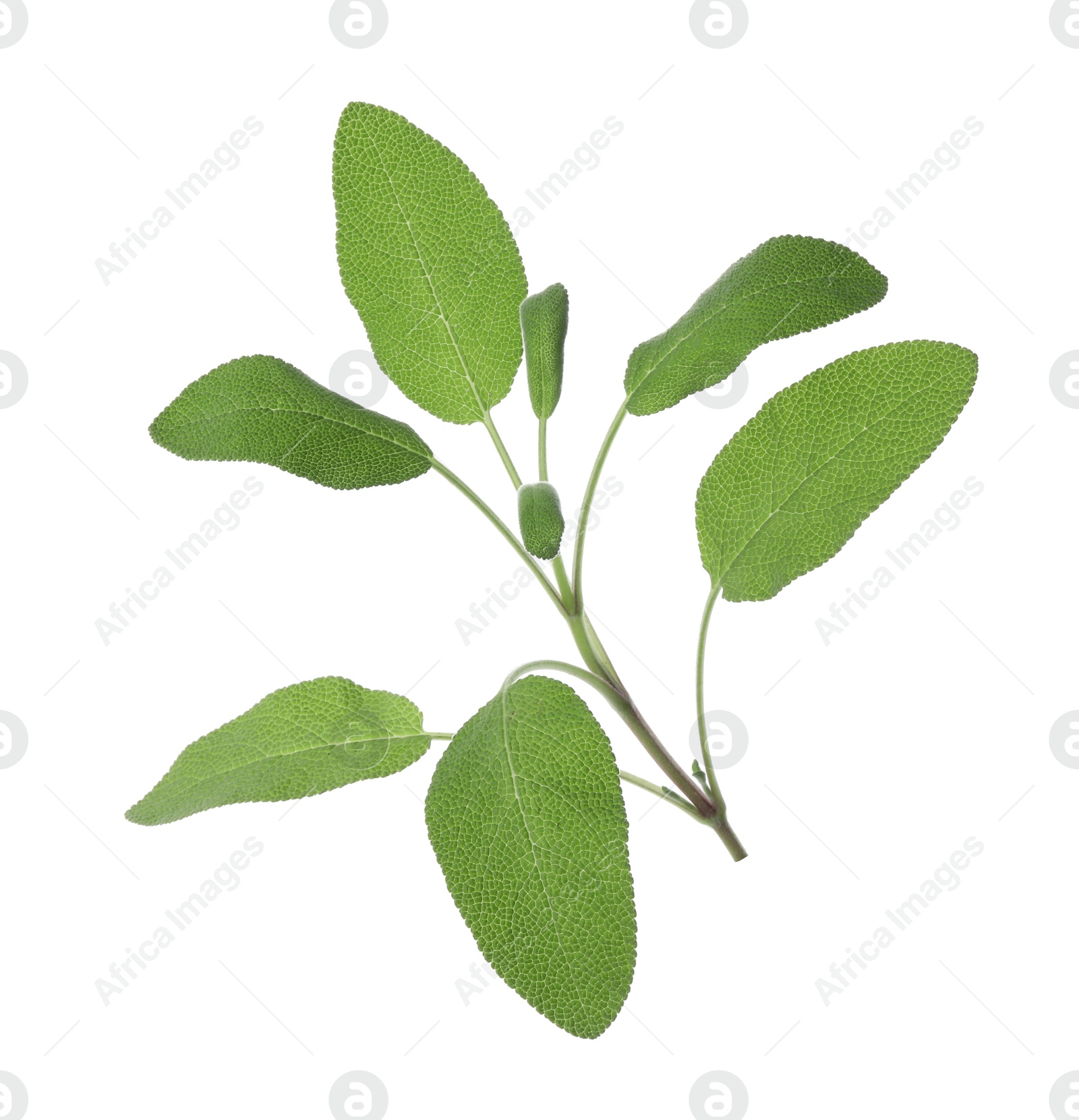 Photo of Branch of sage plant with green leaves isolated on white