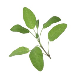 Photo of Branch of sage plant with green leaves isolated on white