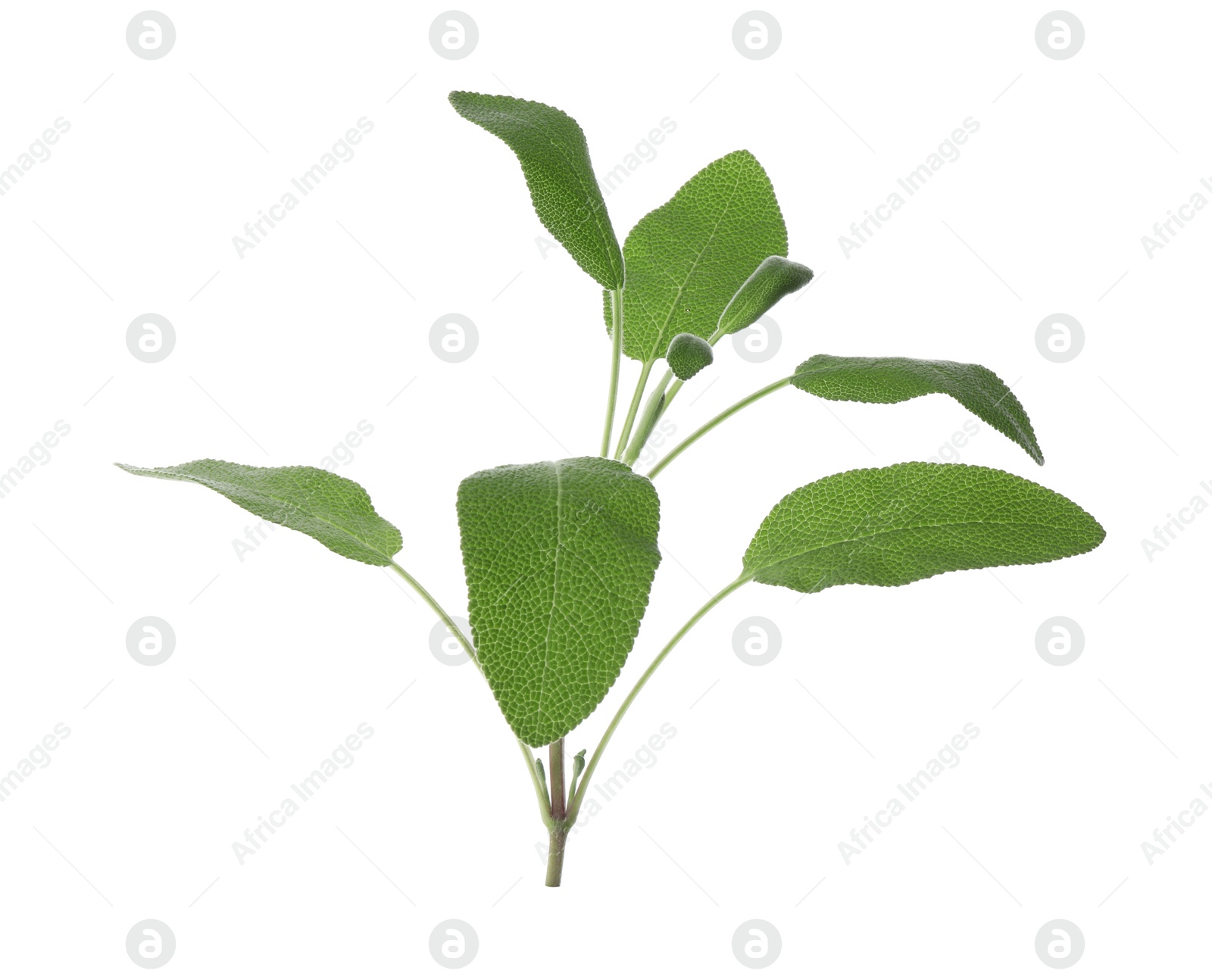 Photo of Branch of sage plant with green leaves isolated on white