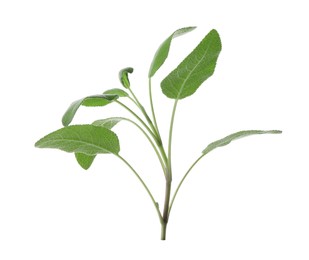 Photo of Branch of sage plant with green leaves isolated on white