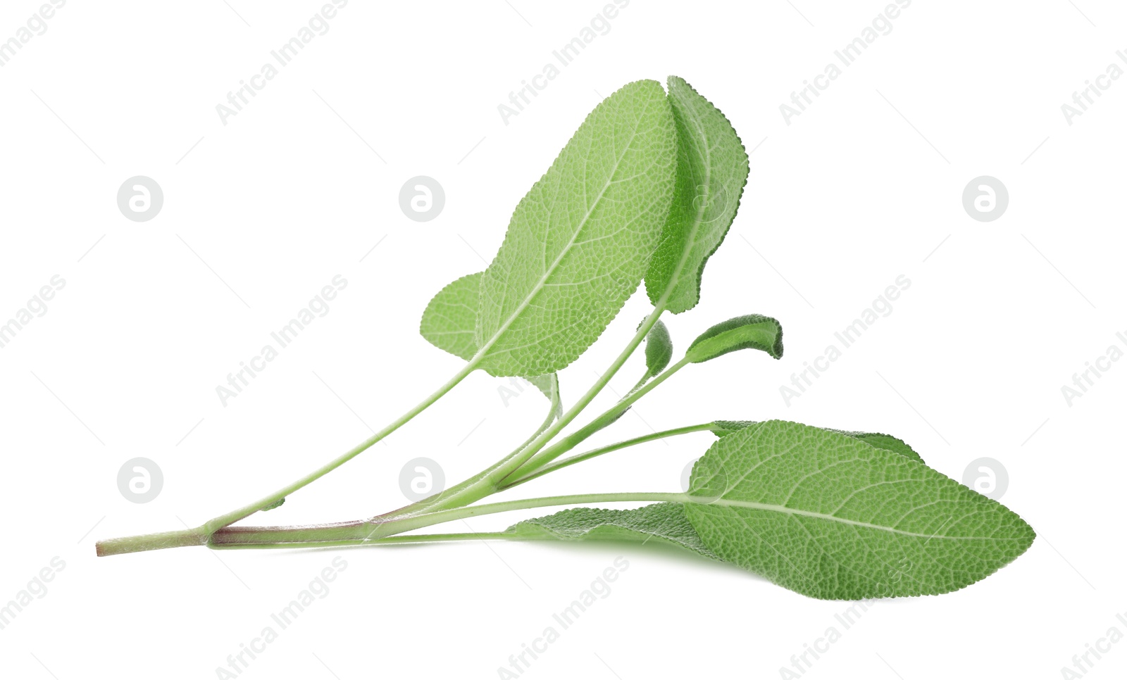 Photo of Branch of sage plant with green leaves isolated on white