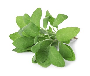 Photo of Branches of sage plant with green leaves isolated on white