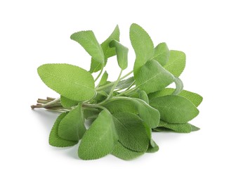 Photo of Branches of sage plant with green leaves isolated on white