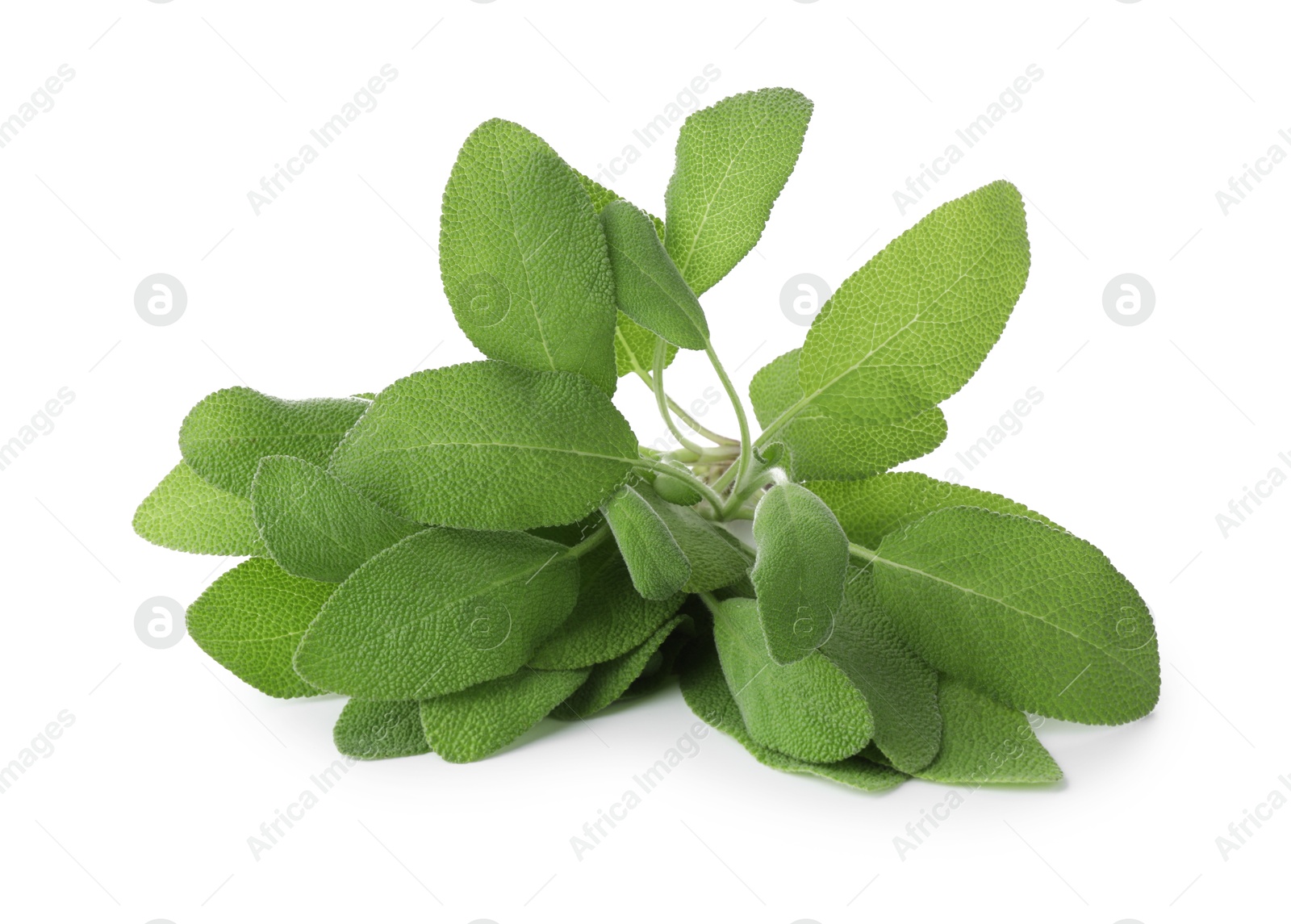 Photo of Fresh green sage leaves isolated on white