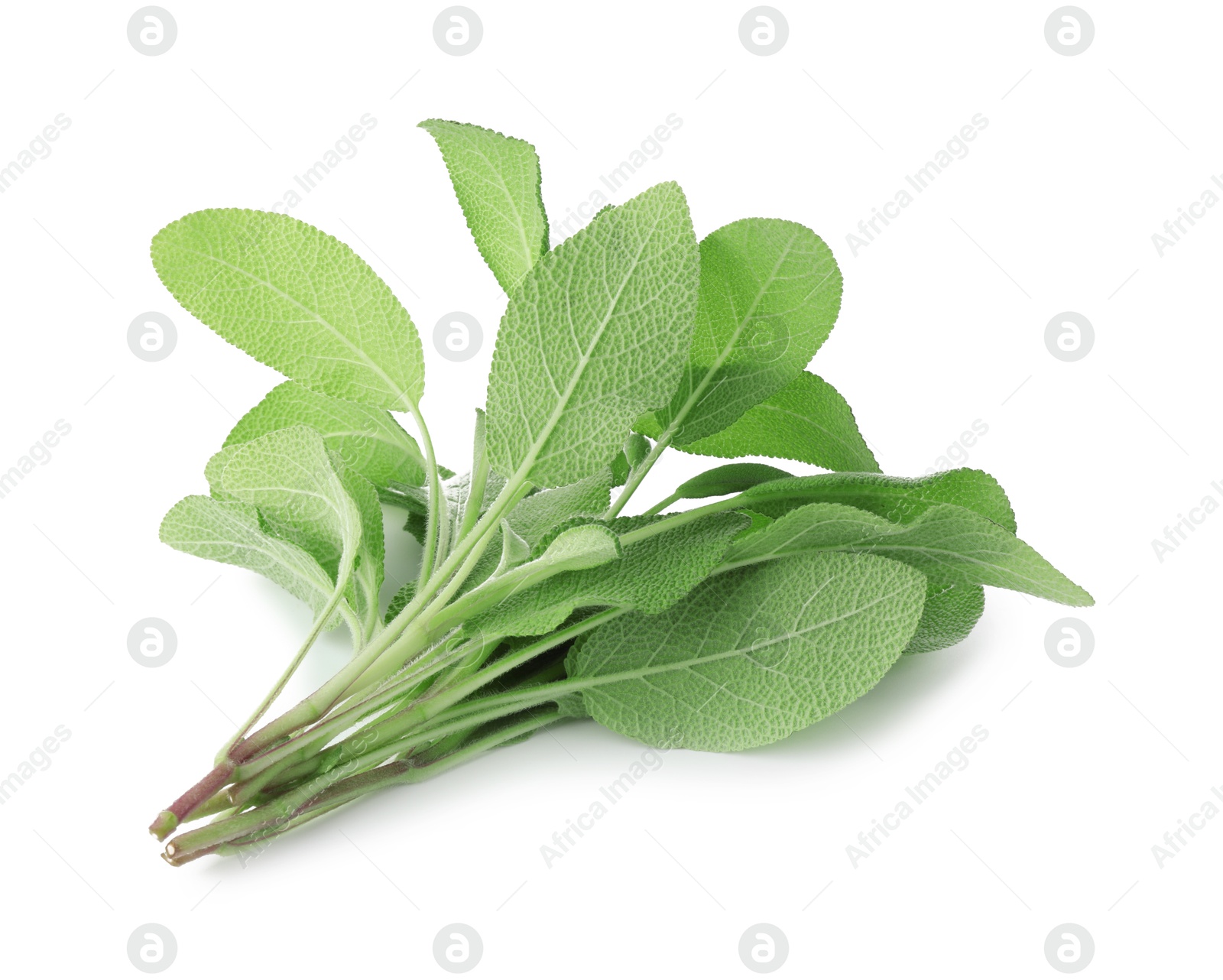 Photo of Branches of sage plant with green leaves isolated on white