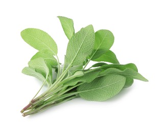 Photo of Branches of sage plant with green leaves isolated on white