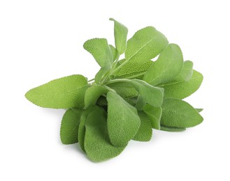 Photo of Fresh green sage leaves isolated on white