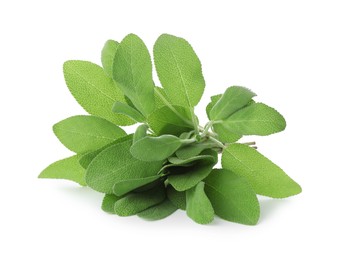 Photo of Fresh green sage leaves isolated on white