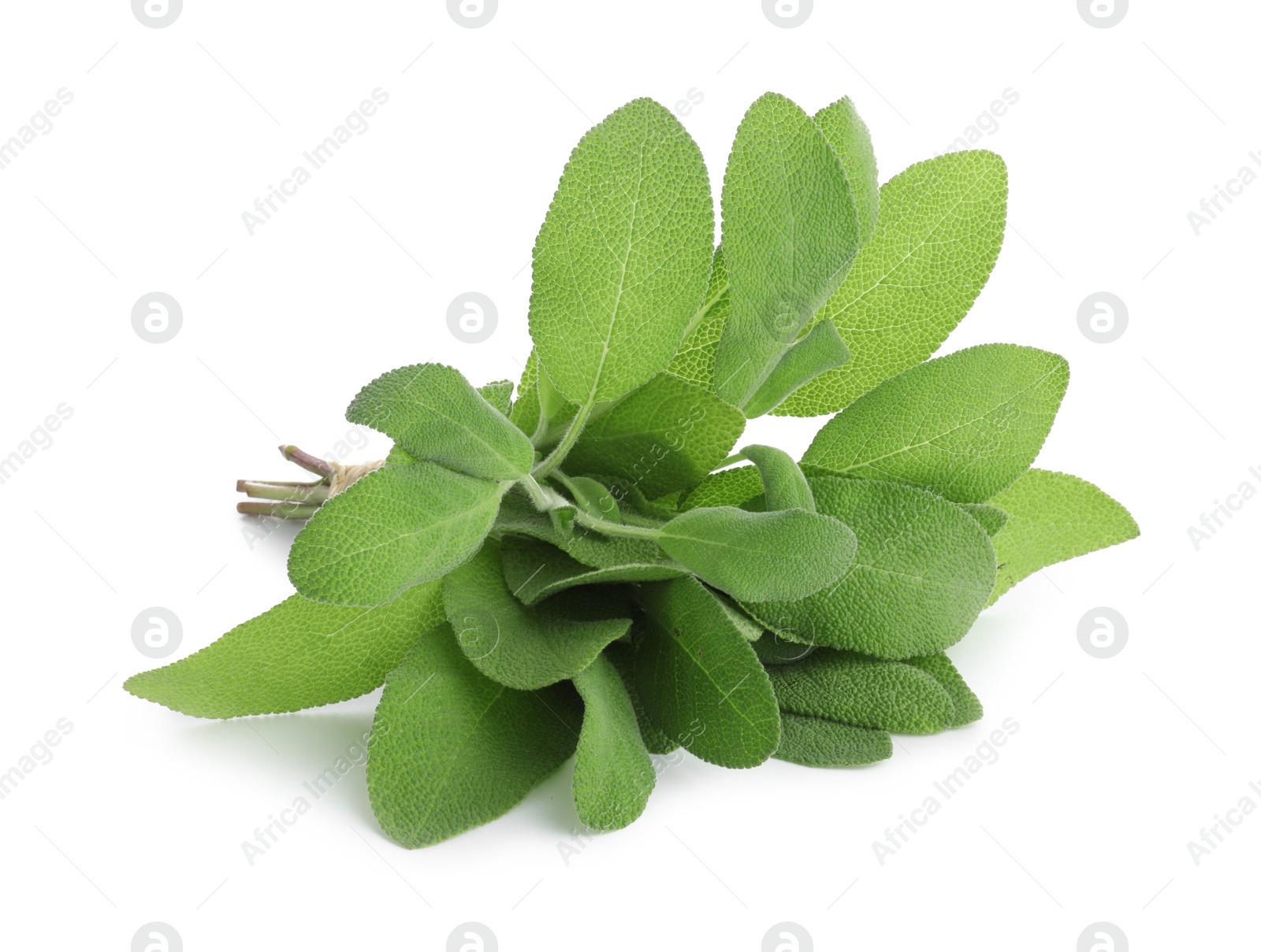 Photo of Fresh green sage leaves isolated on white