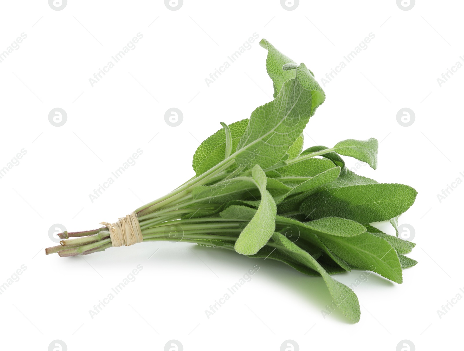 Photo of Bunch of green sage leaves isolated on white