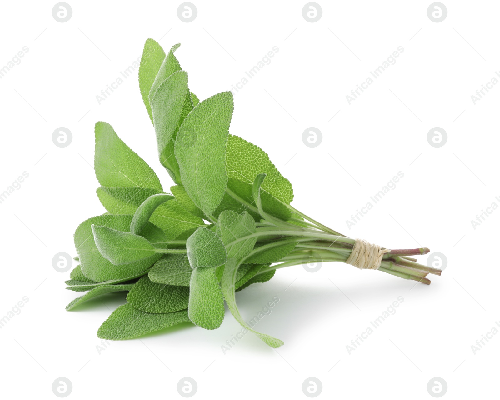 Photo of Bunch of green sage leaves isolated on white