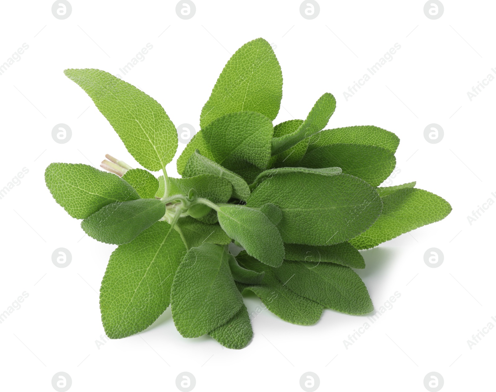 Photo of Fresh green sage leaves isolated on white