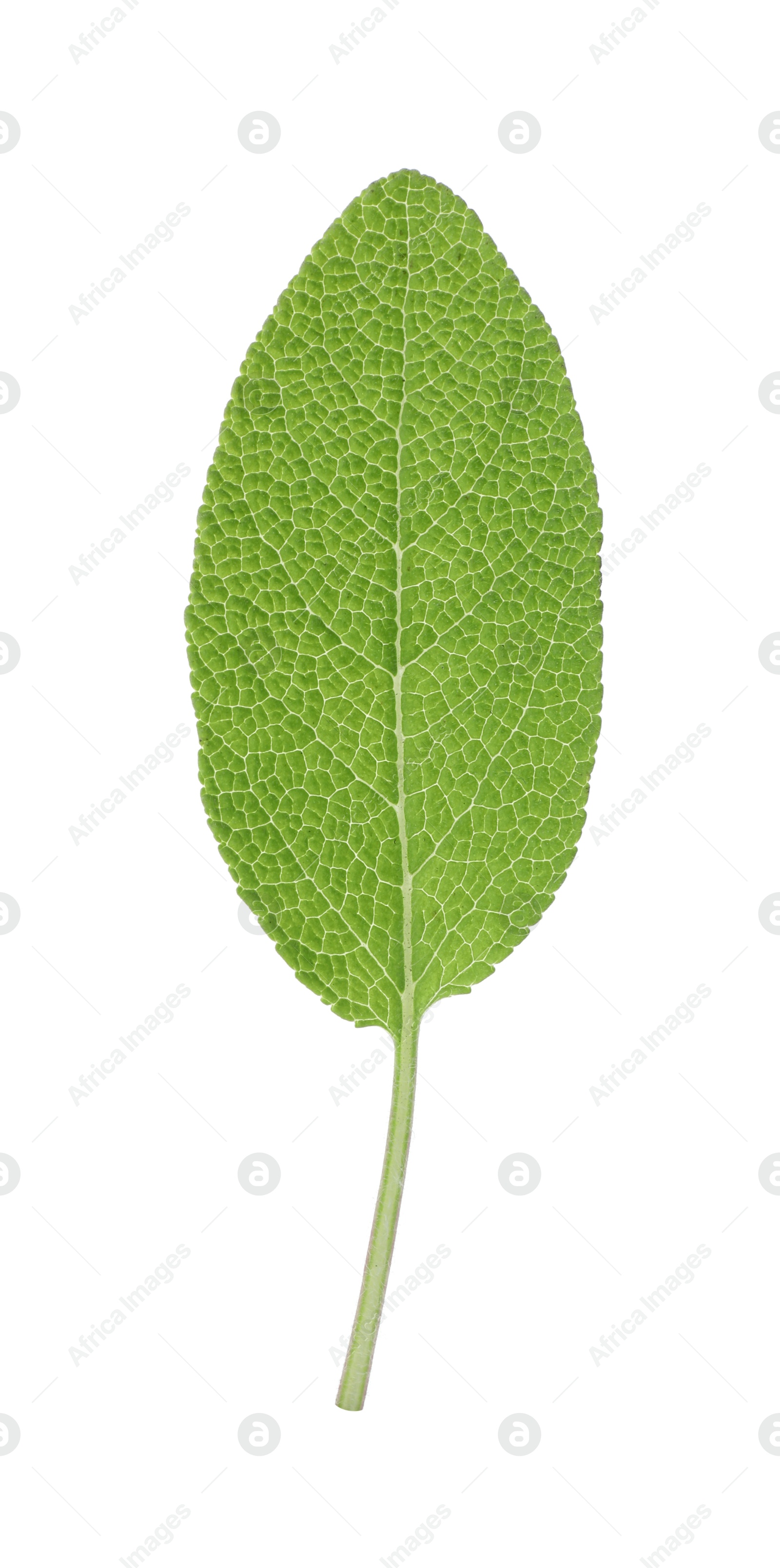 Photo of One fresh green sage leaf isolated on white