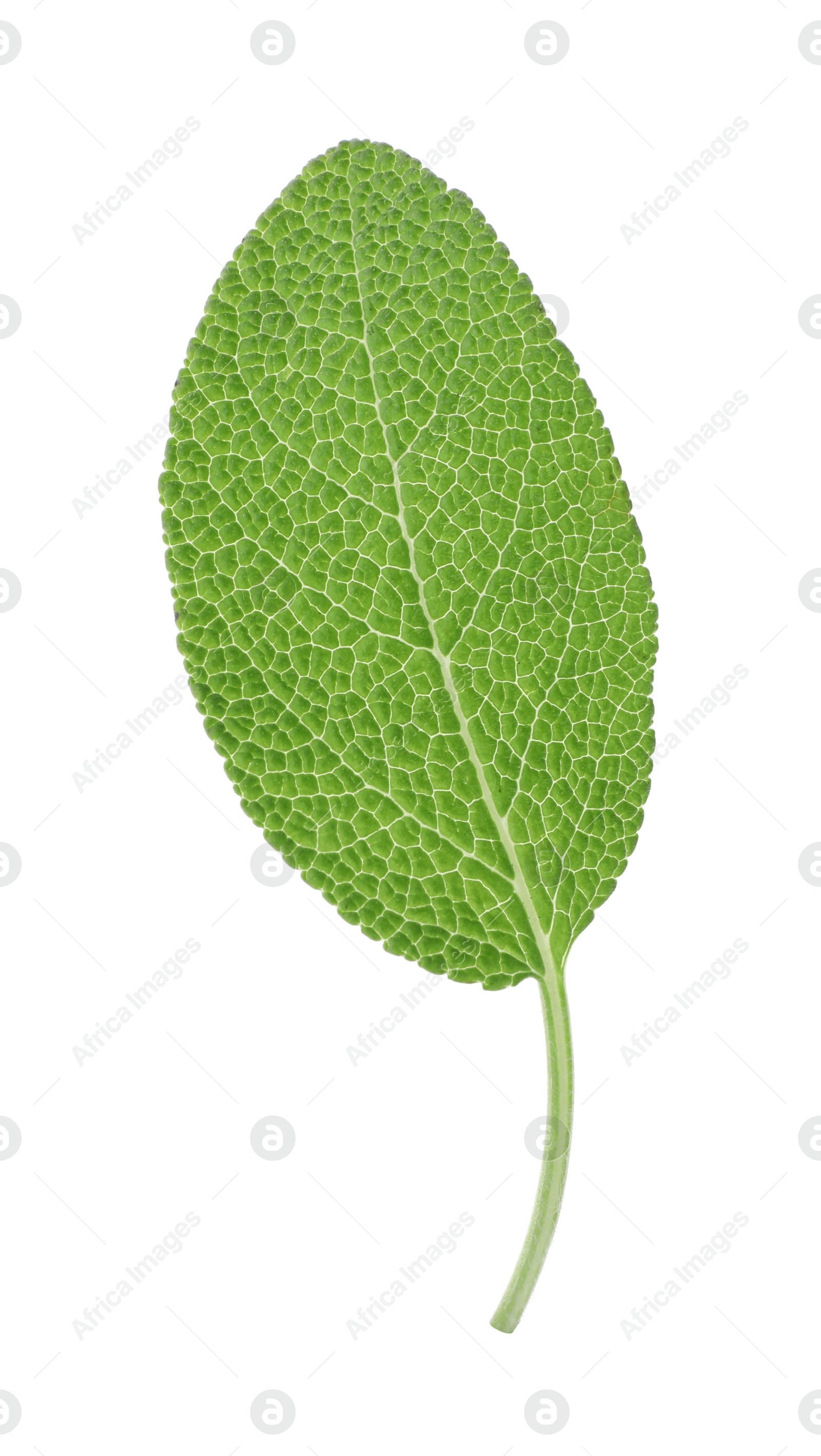 Photo of One fresh green sage leaf isolated on white