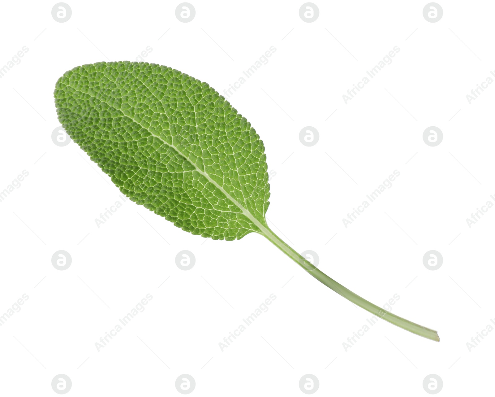 Photo of One fresh green sage leaf isolated on white