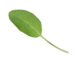 Photo of One fresh green sage leaf isolated on white