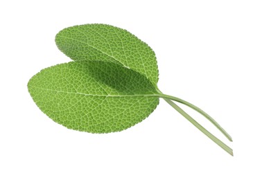 Photo of Fresh green sage leaves isolated on white