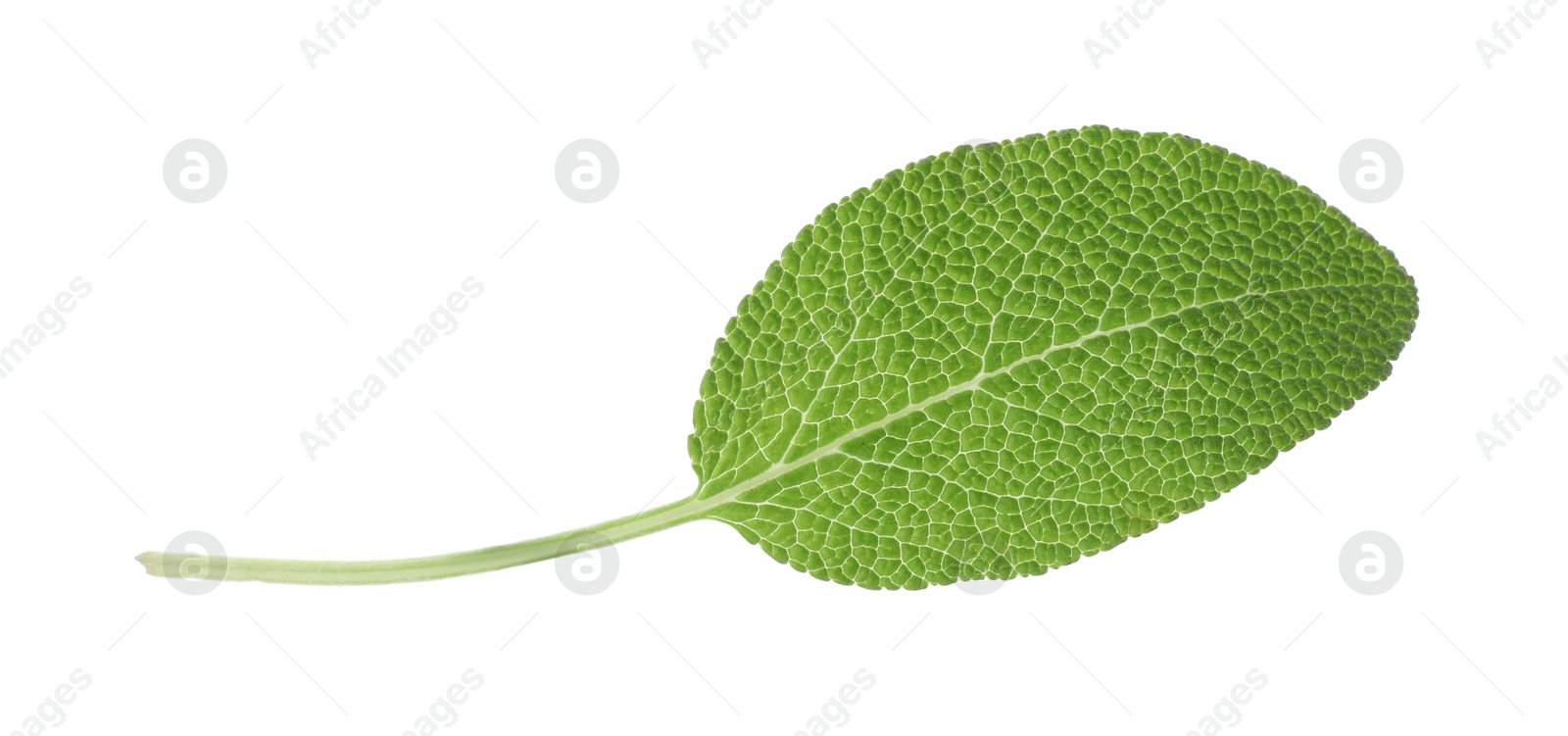 Photo of One fresh green sage leaf isolated on white