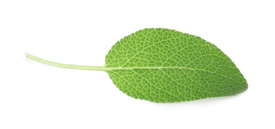 Photo of One fresh green sage leaf isolated on white, top view