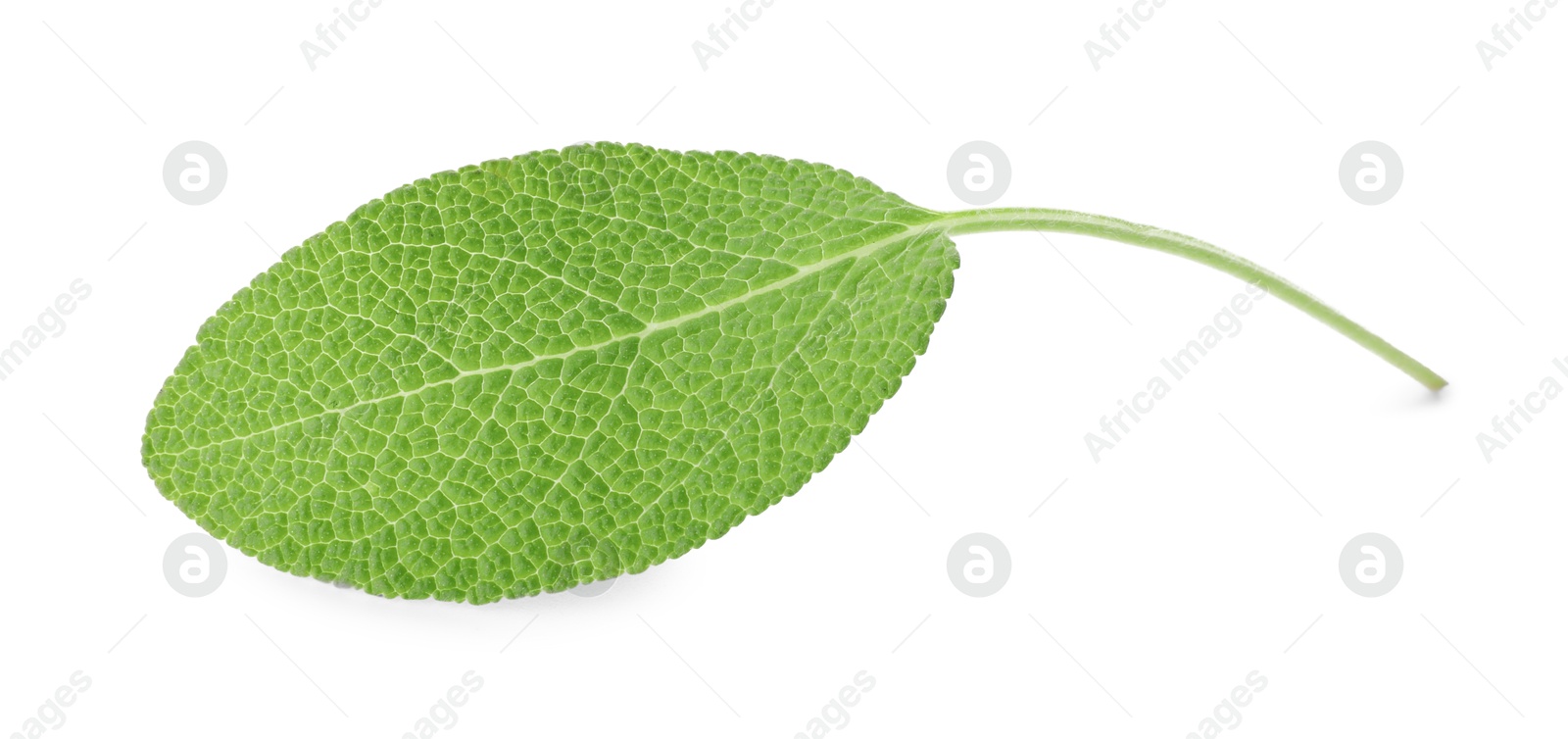 Photo of One fresh green sage leaf isolated on white