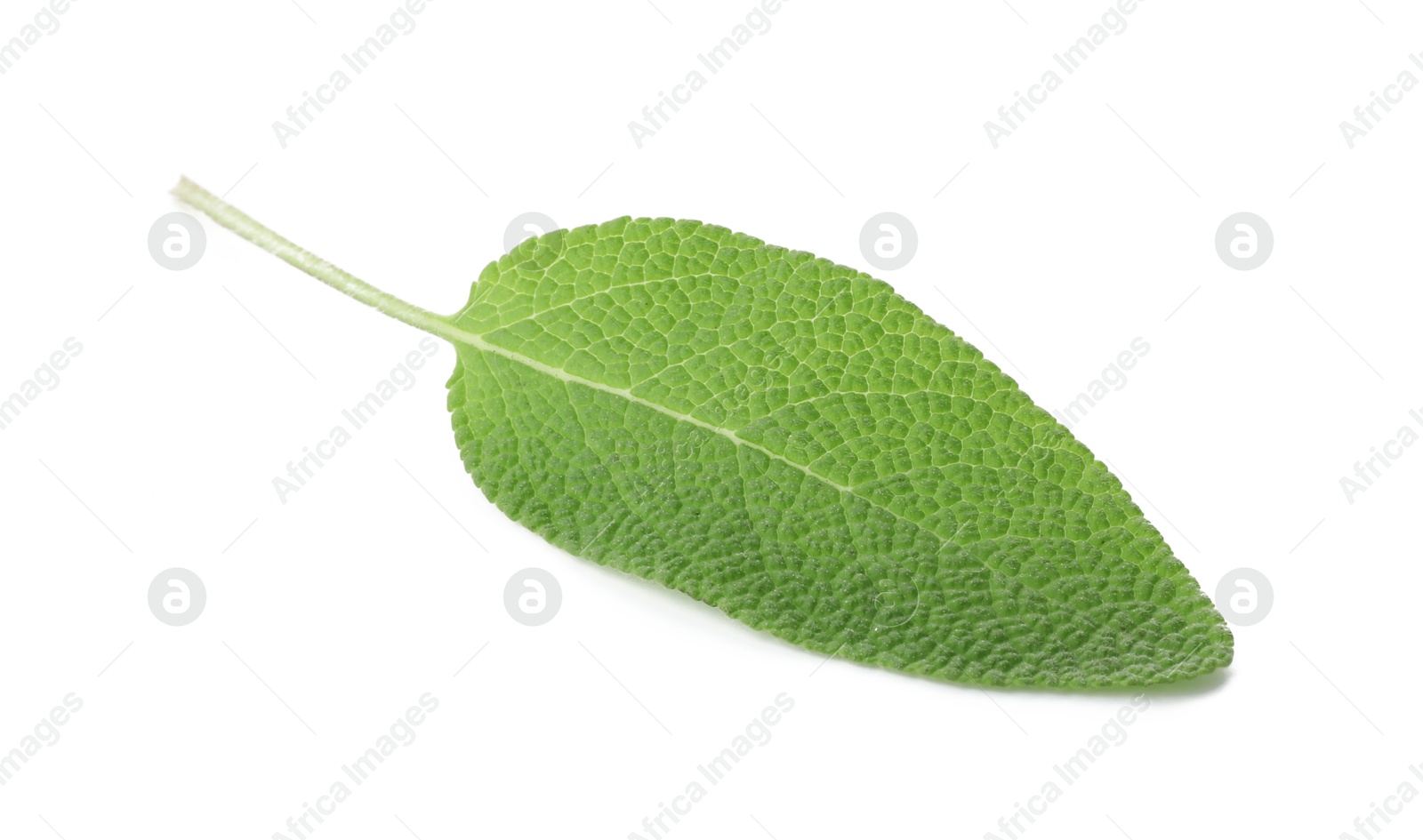 Photo of One fresh green sage leaf isolated on white, top view